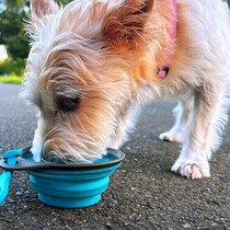 気づきづらいからより怖い！　愛犬の“かくれ脱水”に気をつけよう
