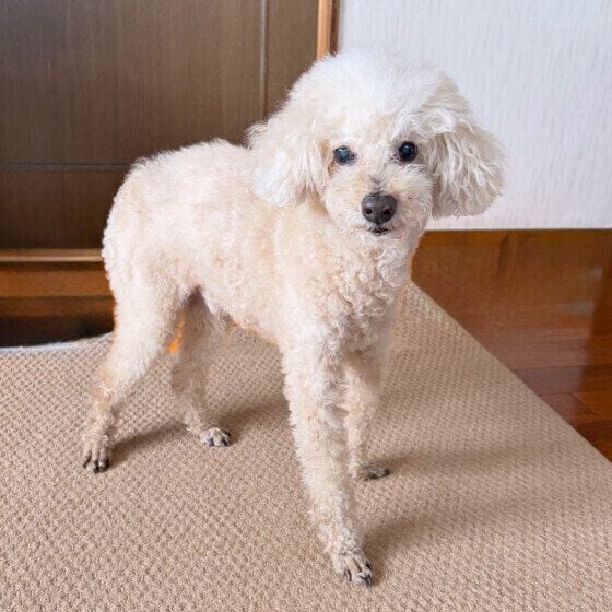 シニア犬の鳴き方が変わることがある？ 犬の老化と鳴き声が変化する理由 いぬのきもち