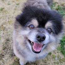 シニア犬の鳴き方が変わることがある？　老化と鳴き声の変化の理由、気をつけたいポイントを解説