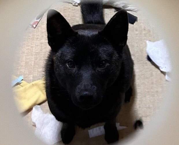 こちらを見ている甲斐犬