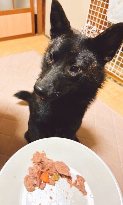 ごはんを食べて満足げな様子の甲斐犬