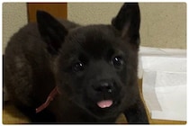 元気な生後3カ月の甲斐犬子犬→約1年後、人懐こくて賢いコに成長！飼い主さんを元気にさせる”太陽”のような存在