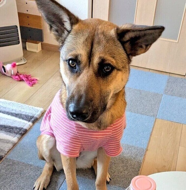 食べることが大好きだというリラちゃん　何かを教えたいときはおやつを使えば大抵すぐに覚えてくれるそう