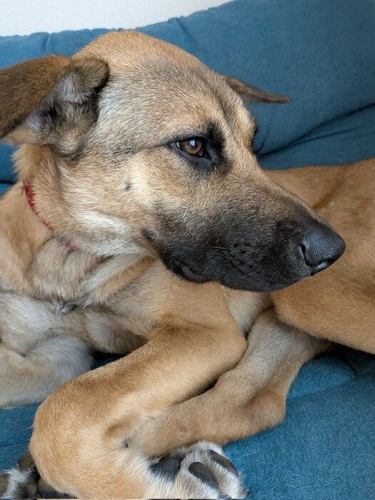 トライアル中の様子　この後すぐに正式にお迎えが決まったのだとか