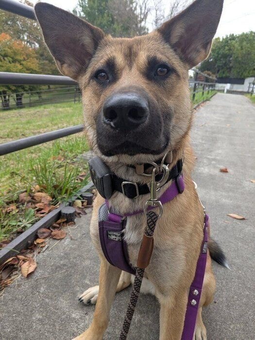 お散歩中のリラちゃん　1時間歩いても「もう一周行こう！」と飼い主さんを誘うほどよく歩くのだとか