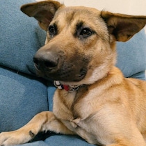 保護犬を迎えて半年、先代犬との違いに戸惑いながらも少しずつ深まっていく関係性に胸が打たれる