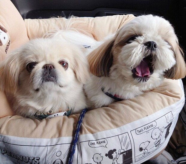 お出かけする先住犬・ホアちゃん、シエニちゃん