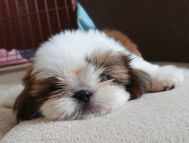 まったりするシエニちゃん