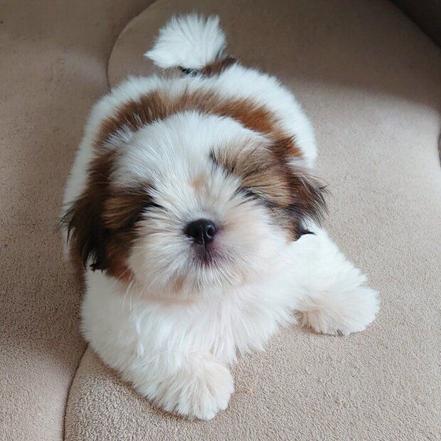 生後3カ月のころのシエニちゃん