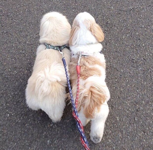 くっついて歩く2頭