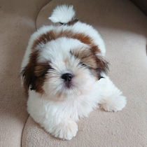 コロコロで「栗まんじゅう」みたいだったシー・ズー子犬→5才の今は家族にぴったり寄り添う存在に