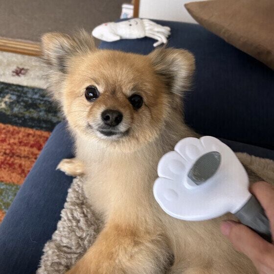 ブラッシング中のワンちゃん