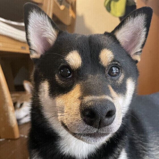 ドアップの黒柴