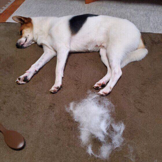 ブラッシングと抜け毛とワンちゃん