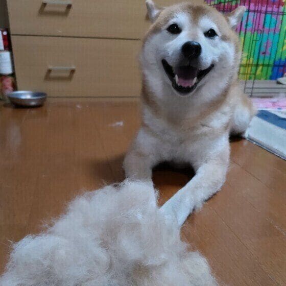 抜け毛とワンちゃん