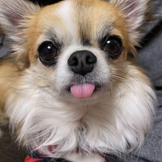 まんまるお目目のチワワ