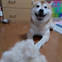 犬の換毛期にまつわる疑問Q&A ごっそり抜ける犬の換毛中のお手入れの仕方は？