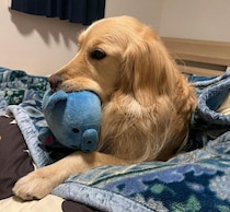 飼い主の歯磨きは“寝る前の合図”？　ぬいぐるみを寝室に運んで待つゴールデンの心理｜獣医師解説