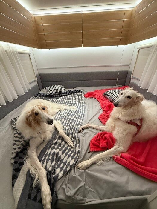 キャンピングトレーラーでの2頭の様子　飼い主さんの愛情が伝わってくる