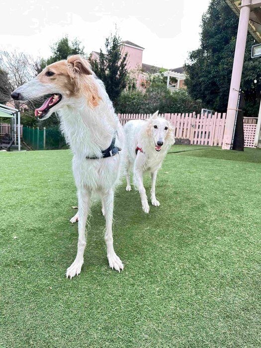 飼い主さんによるとサクラちゃんは「犬っぽくない」性格、サラちゃんは「犬っぽい」性格なのだとか