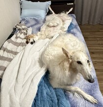 毎晩のように飼い主のベッドを占領する2頭のボルゾイが話題に！　「人生が豊かになった」と飼い主さんが語る愛犬との関係性にほっこり