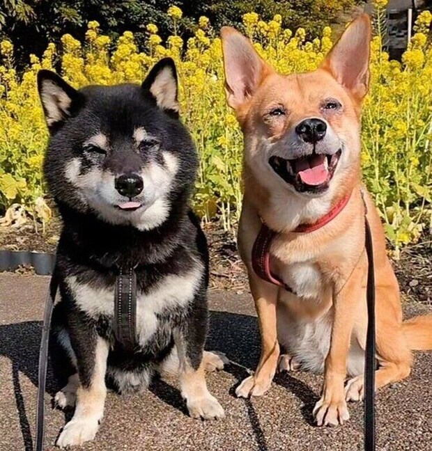 お出かけをしたノアちゃんとハッピーちゃん