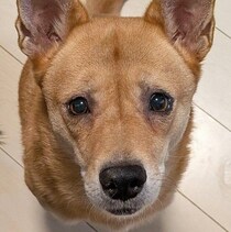 先住犬が興味を示した保護子犬と家族に　食べることに全力で「うるうるの瞳」で飼い主さんにアピール！