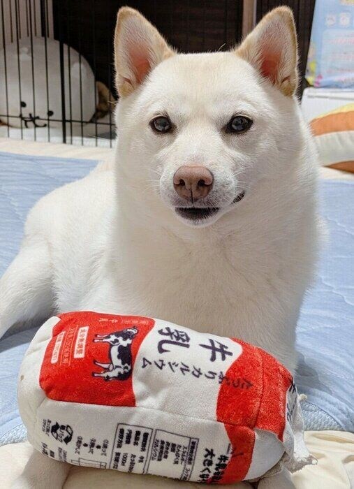 4才になったまんまるくん