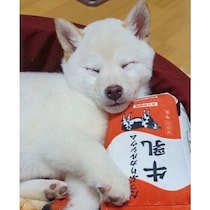 初めて買ってもらった「牛乳のおもちゃ」をギュッとする柴犬の子犬→4年後も大切にし続ける姿にほっこり