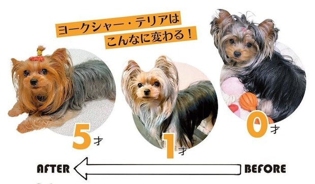 神奈川県 M.H.さんの愛犬桜ちゃん