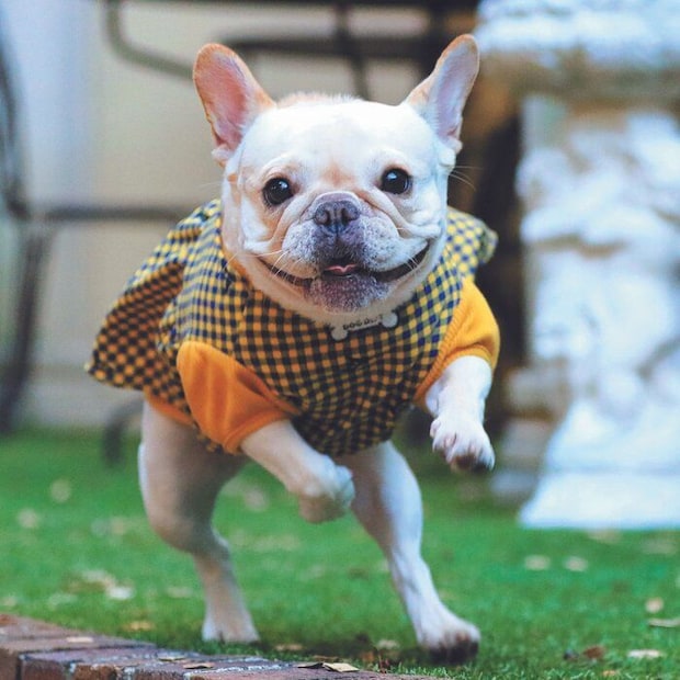 フォーンの両親から生まれたクリームのミルクちゃん（神奈川県 R.K.さん提供）