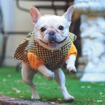 犬の毛色って何で決まるの？ 理由を深堀りしました！