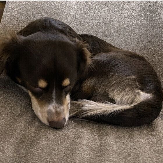 まったりくつろぐ犬