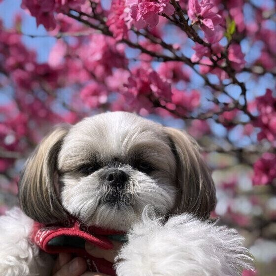 お花見散歩をするシーズー