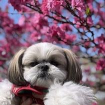 犬が春に気をつけたい「胃腸炎」　原因と予防・対策を解説