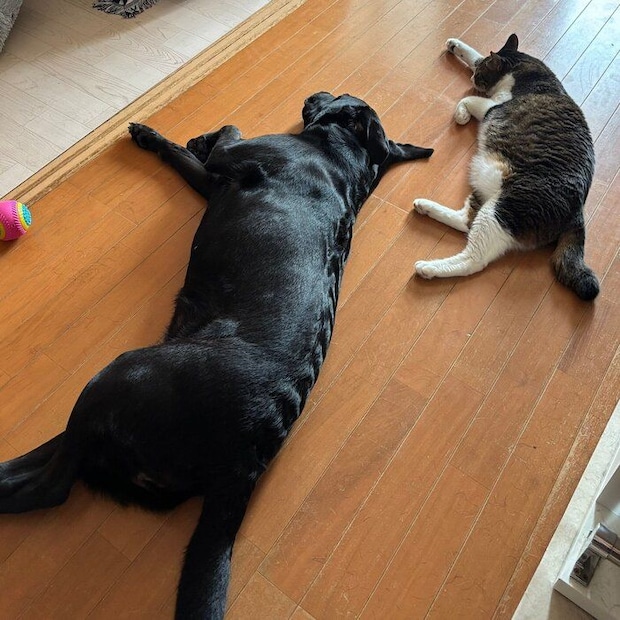 寝そべるラブラドールレトリバー（写真左）と猫（写真右）