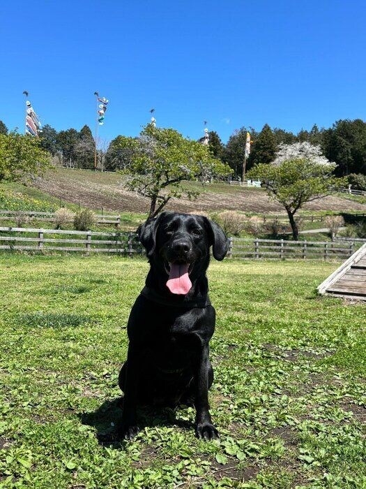 3才2カ月頃のラブラドールレトリバー