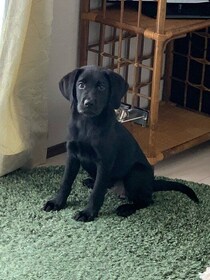 甘えん坊な生後3カ月のラブラドール子犬→約3年後も、そのまま甘えん坊なコに成長！大切な家族としてみんなから愛される存在に