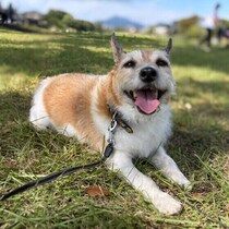 “かくれ脱水”に注意！ 愛犬の飲水量は足りてる？ 無理なく水分摂取量を増やす方法