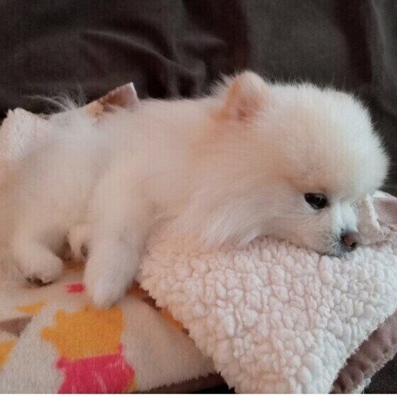 まったりくつろぐポメラニアン