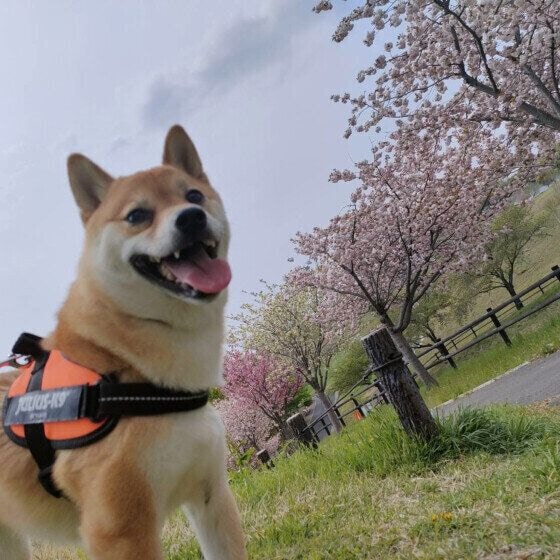 お花見散歩をする柴犬
