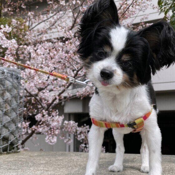 お花見をするパピヨン