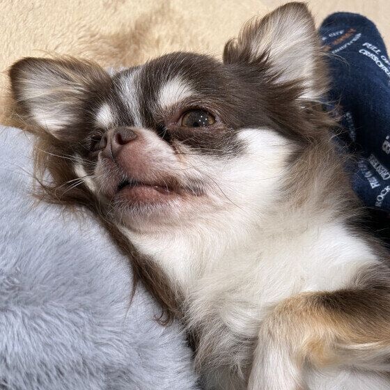 寝起きまったり中のチワワ