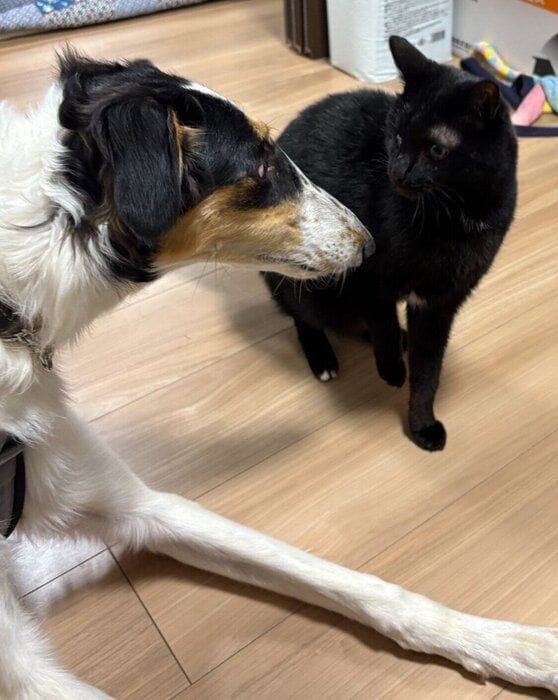 シュカちゃんと先住猫・たりくん