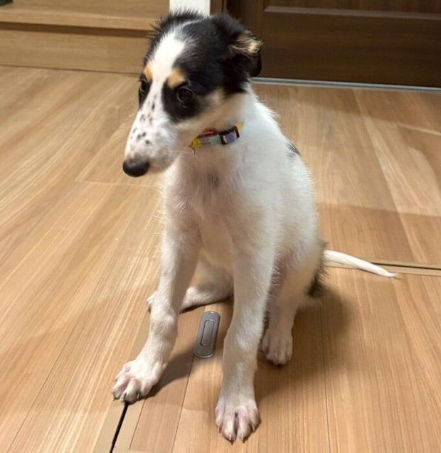 生後2カ月のころに撮影したシュカちゃん