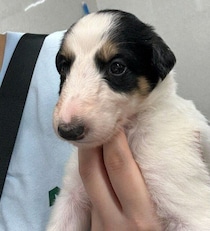 お迎え後にやんちゃすぎる姿を見せたボルゾイの子犬　生後9カ月になり、さまざまな面でグッとおとなっぽく成長！