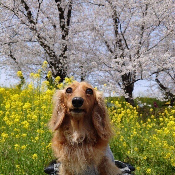 菜の花と桜とミニチュア・ダックスフンド