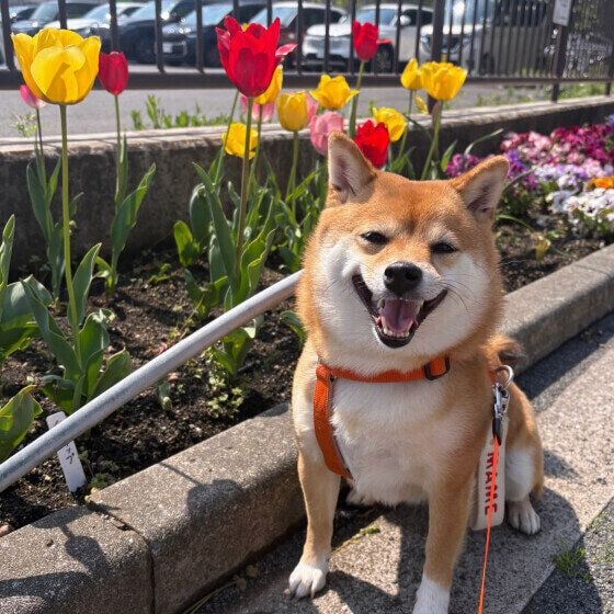 ニコニコの柴犬とチューリップ