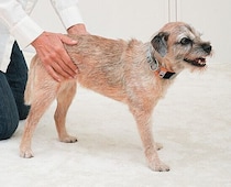 犬の「ほぐしなで」とは？　なでる行為にまつわる疑問Q&Aも解説