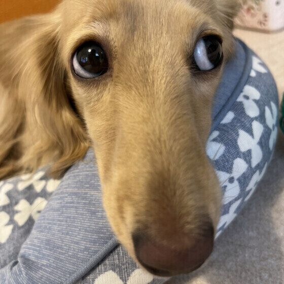 白目が見えるミニチュア・ダックスフンド